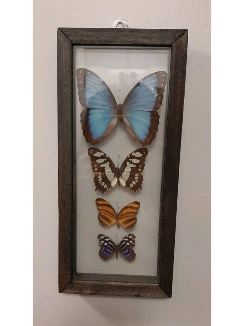 Vintage Lot of 4 Real TAXIDERMY Butterflies in Framed Glass Display Art Hanging